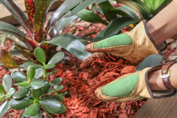 Residential Mulching in Seminole