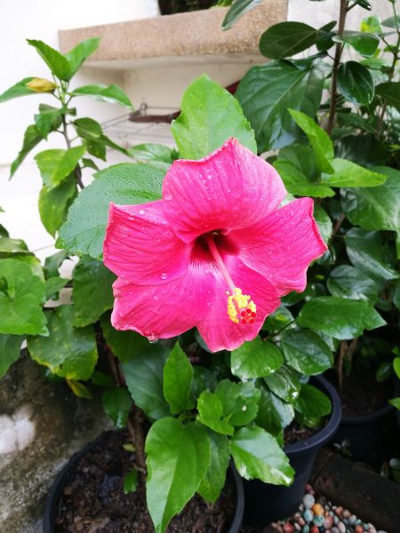 Hibiscus Planting in Seminole