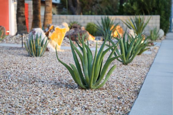 Drought Resistant Landscaping in Seminole