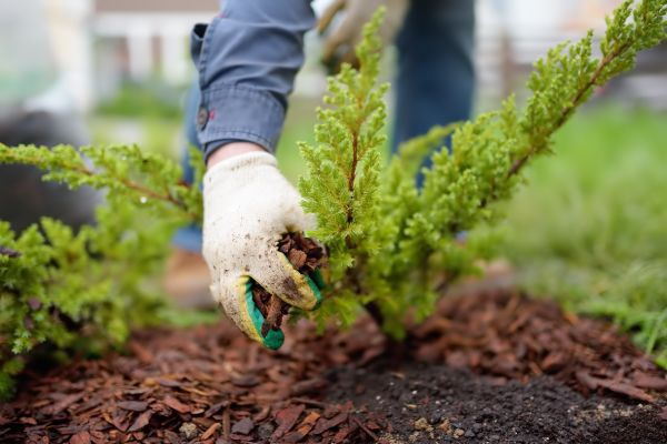 Church Mulching in Seminole
