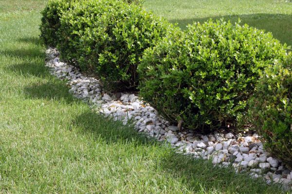 Boxwood Planting in Seminole