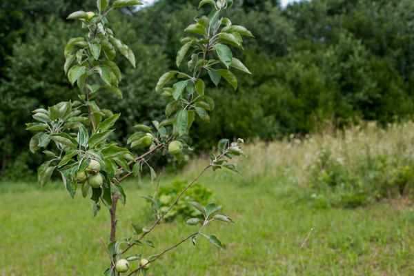 Apple Tree Planting in Seminole