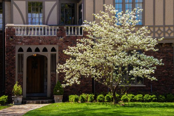 Dogwood Tree Planting in Seminole